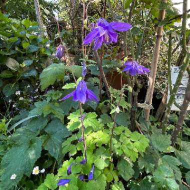 Columbine 'Swan Blue and White'