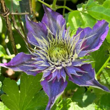 Clematis Multi Blue