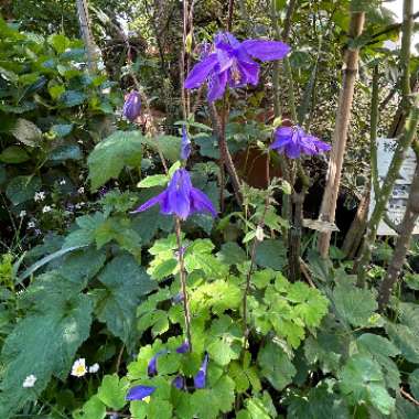 Columbine 'Swan Blue and White'