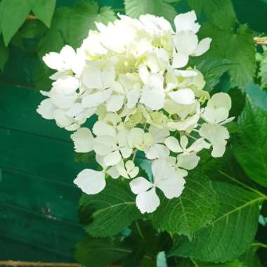 Hydrangea 'Vanille Fraise'