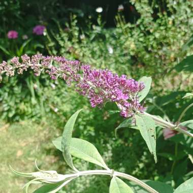 Butterfly Bush