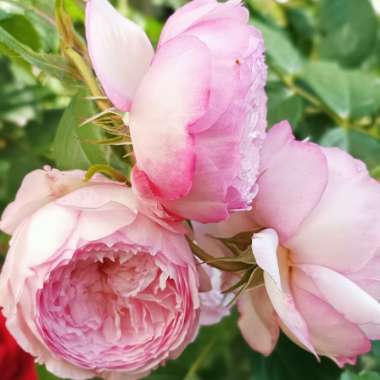 Rose 'The Mill On The Floss' (Shrub)