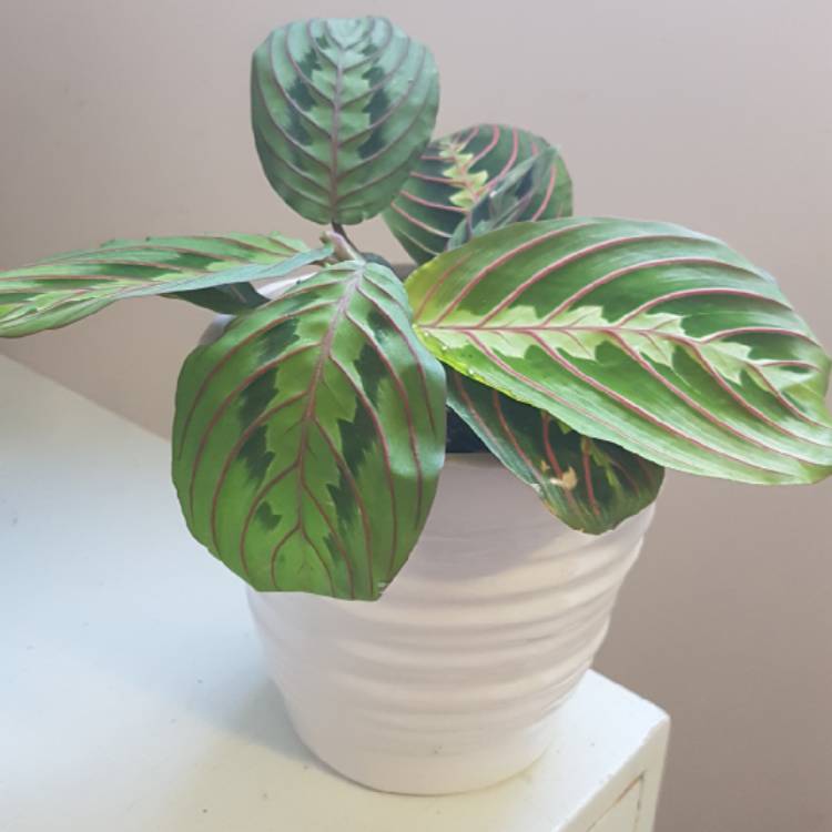 Plant image Maranta leuconeura 'Fascinator Tricolour'