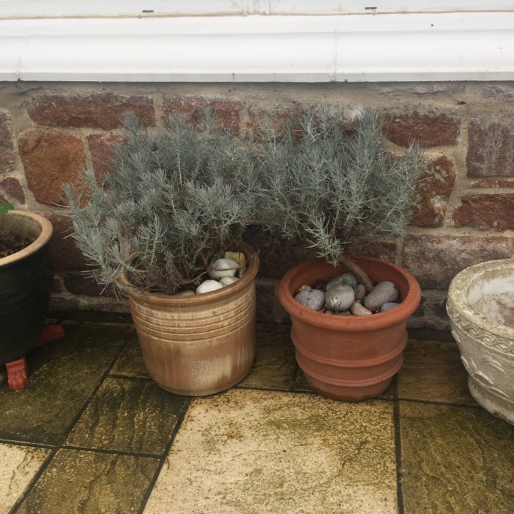 Plant image Helichrysum italicum subsp. serotinum