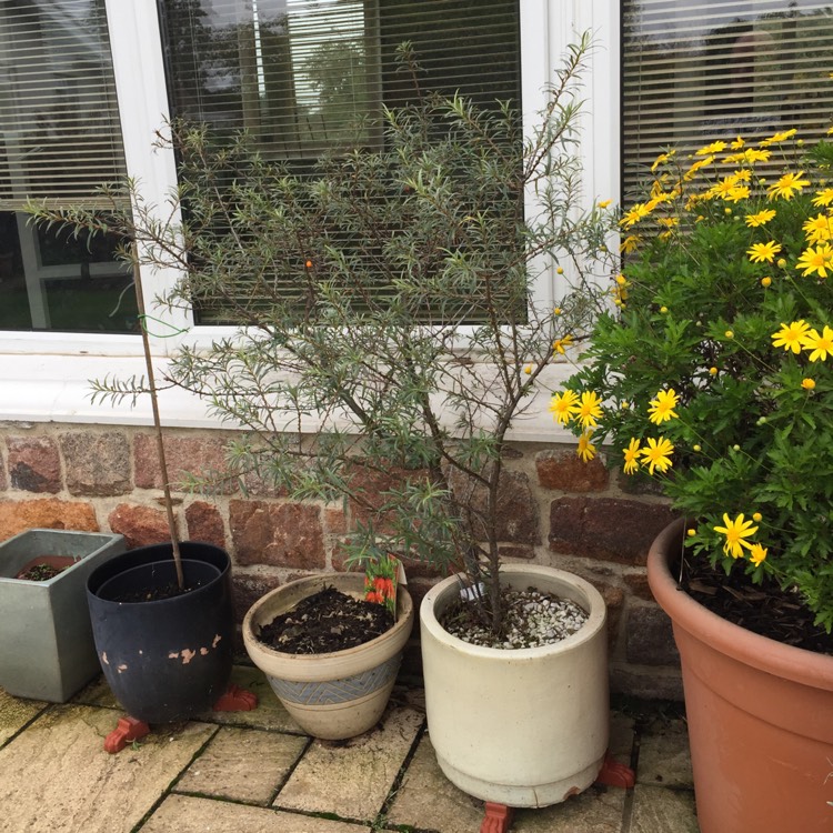 Plant image Hippophae rhamnoides