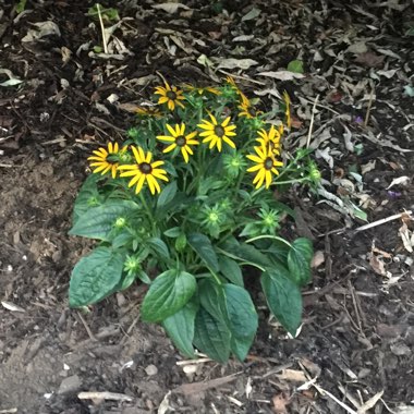 Coneflower (Rudbeckia)