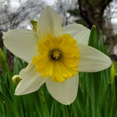 Narcissus 'Ice Follies'