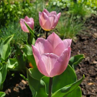 Tulipa 'Sweet Flag'