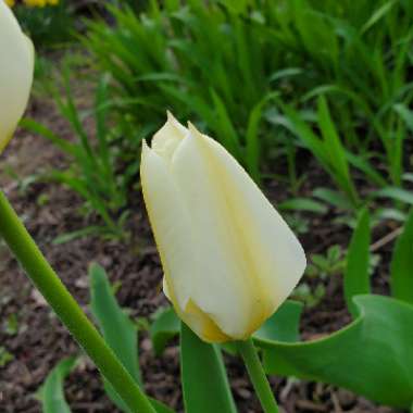 Tulipa 'Purissima' syn. Tulipa 'White Emperor'