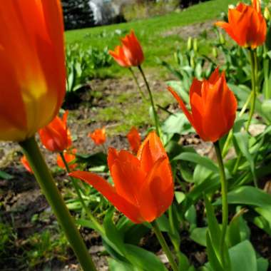 Tulipa 'Orange Emperor'