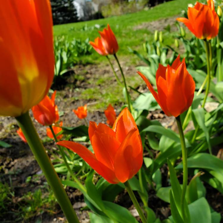 Plant image Tulipa 'Orange Emperor'