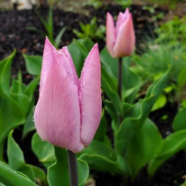 Tulipa 'Sweet Flag'