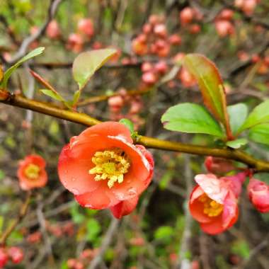 Chaenomeles x superba 'Pink Lady'