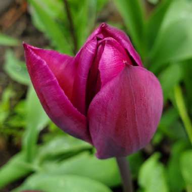 Tulipa 'Passionale'