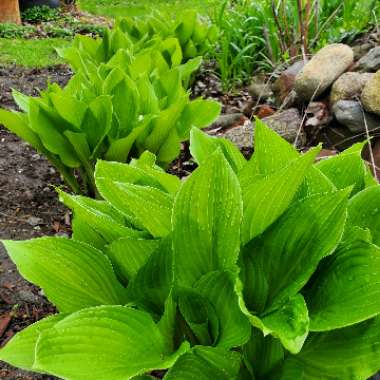 Hosta