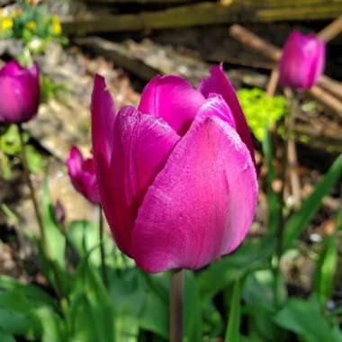 Tulipa 'Negrita'