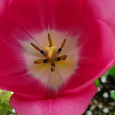 Tulipa 'Barcelona'