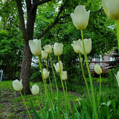 Tulipa 'Ivory Floradale'