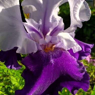 Iris x germanica 'Over Alaska'