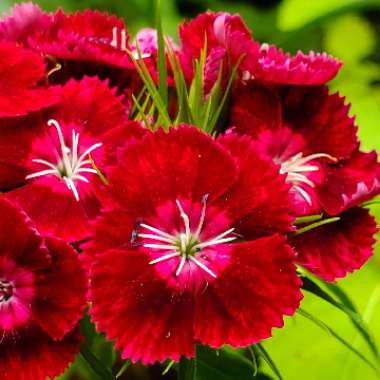 Dianthus barbatus