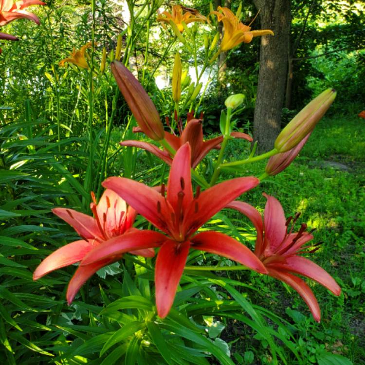 Plant image Lilium 'Fire King'