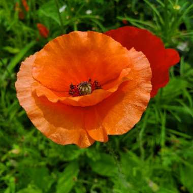 Papaver rhoeas