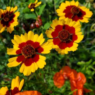 Coreopsis tinctoria