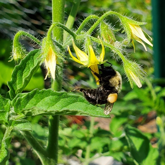 Plant image Solanum lycopersicum var. cerasiforme  'Balconi Yellow'