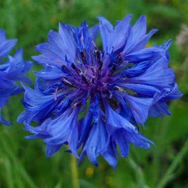 Centaurea Cyanus