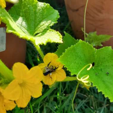 Cucumis sativus 'Boston Pickling'