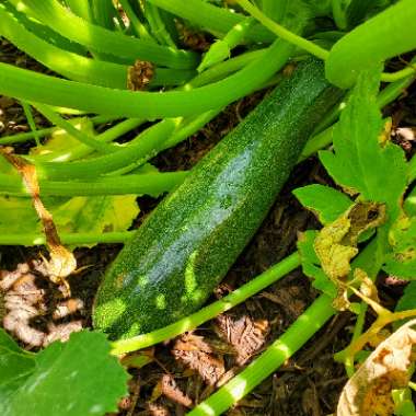 Cucurbita pepo 'Fordhook'