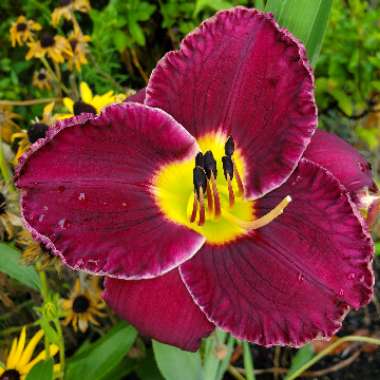 Hemerocallis 'Bela Lugosi'