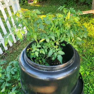 Solanum lycopersicum  syn. Lycopersicon lycopersicum