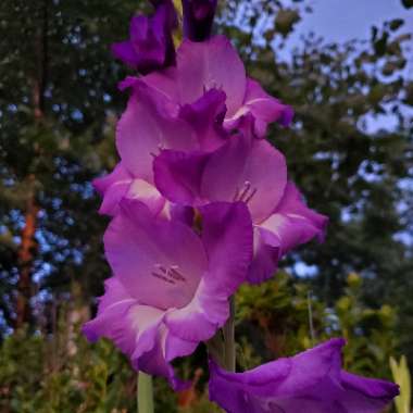 Gladiolus 'Blue Isle'