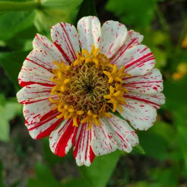 Zinnia elegans 'Early Wonder Mix'