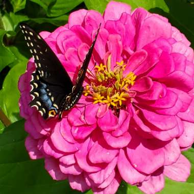 Zinnia elegans 'Early Wonder Mix'