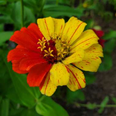 Zinnia elegans 'Early Wonder Mix'