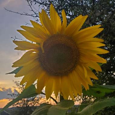 Helianthus annuus 'girasol'