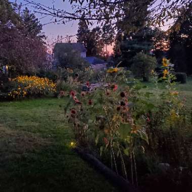 Helianthus annuus 'Evening Sun'