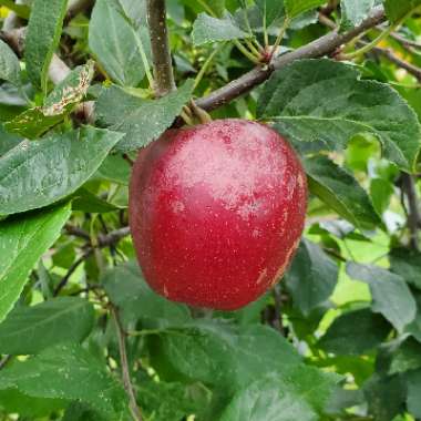 Malus domestica 'Gala'