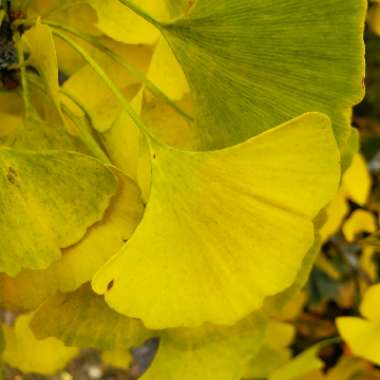 Ginkgo biloba