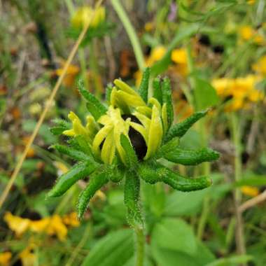 Rudbeckia hirta 'Sonora'