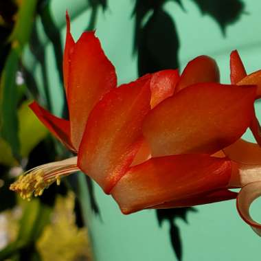 Schlumbergera truncata