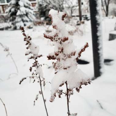 Astilbe x arendsii 'Amethyst'