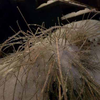 Festuca glauca