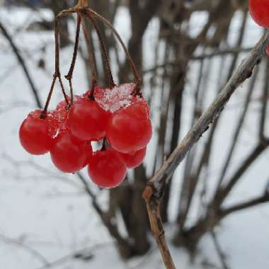 Viburnum trilobum