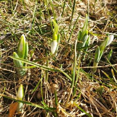 Galanthus nivalis