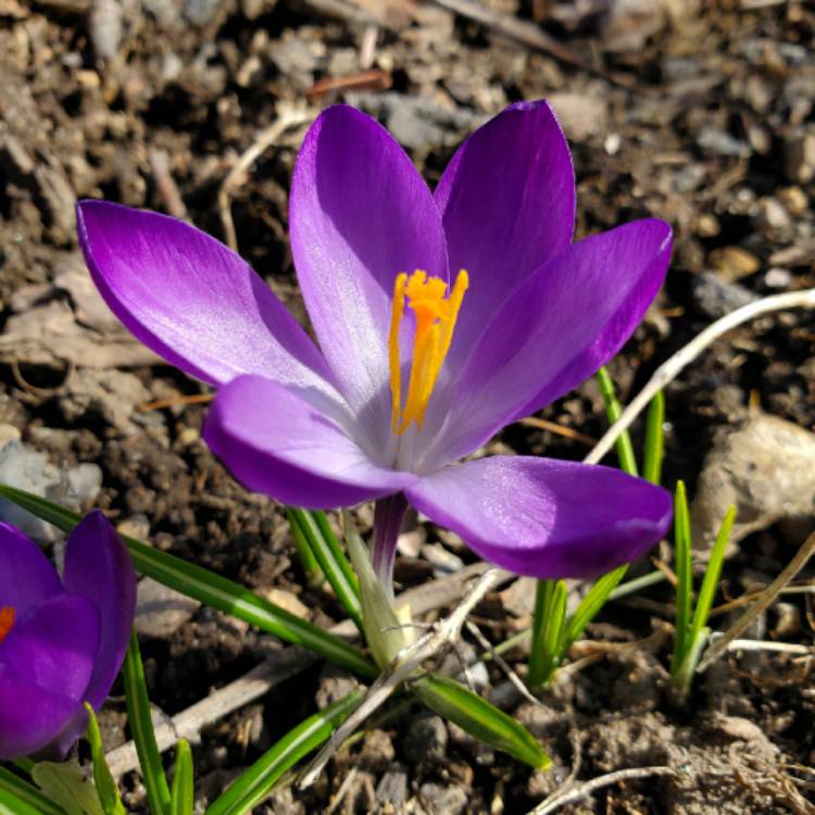 Crocus tommasinianus 'Ruby Giant', Crocus 'Ruby Giant' - uploaded by @saco