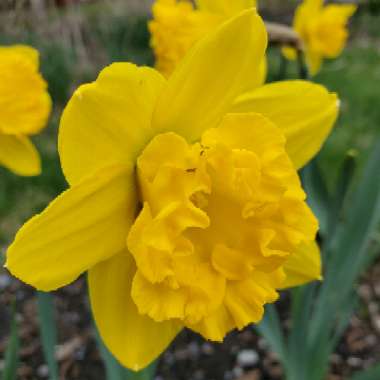 Narcissus 'King Alfred'