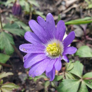 Anemone blanda 'Blue Shades'